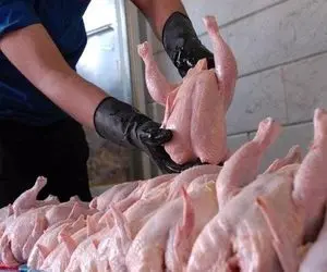 از دو هفته دیگر مرغ ارزان می‌شود؛ این وعده محقق میشود؟