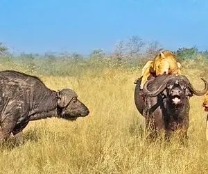 مستند حیات وحش؛ بوفالوها غیرت شون اجازه نمیده وایسن تماشا تا شیرها هم نوع شون بخون