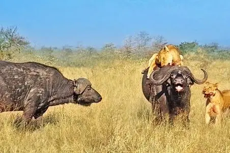مستند حیات وحش؛ بوفالوها غیرت شون اجازه نمیده وایسن تماشا تا شیرها هم نوع شون بخون