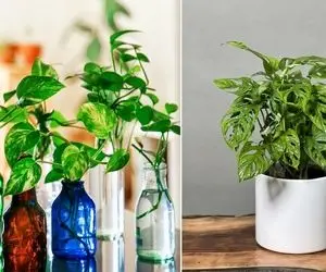 اگه خونت نور نداره خیلی هم حوصله رسیدگی نداری پتوس واست بهترین؛ فقط چنتا نکته داره