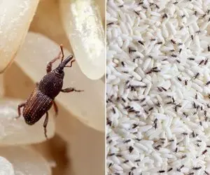 راه جلوگیری از شپشک زدن برنج / این خوراکی رو بنداز تو کیسه برنج شپش سلام نکرده خدافظه