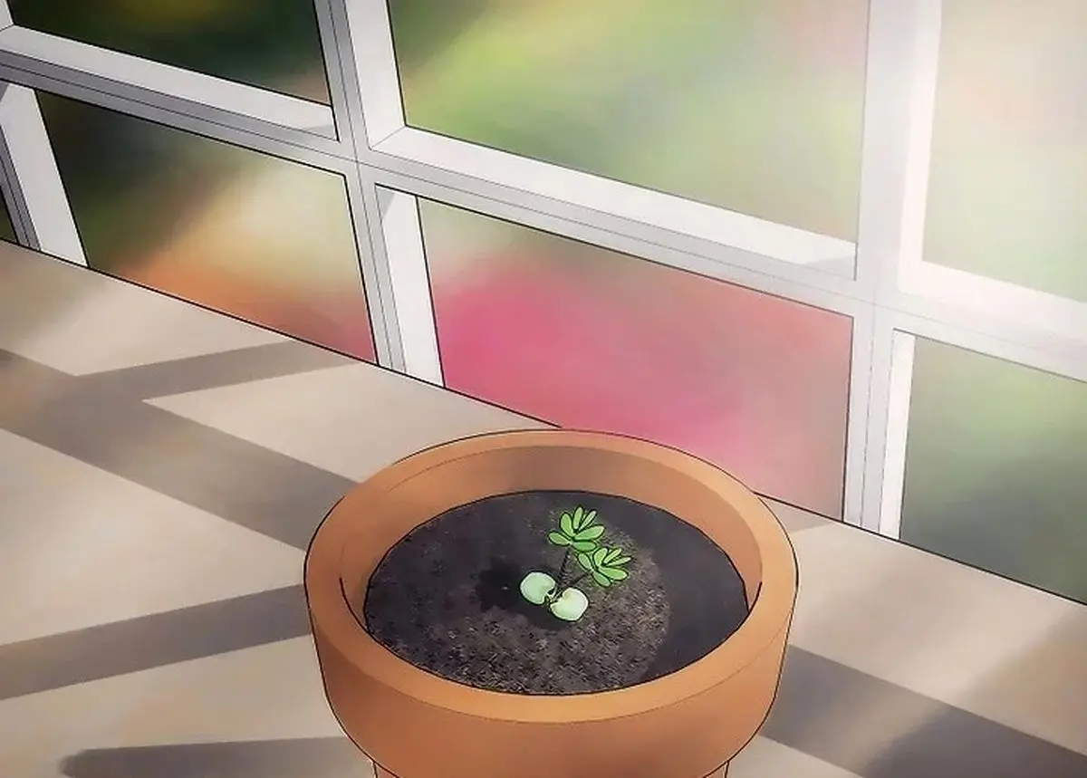 aid165593-v4-728px-Grow-a-Sensitive-Plant-Mimosa-pudica-Step-6