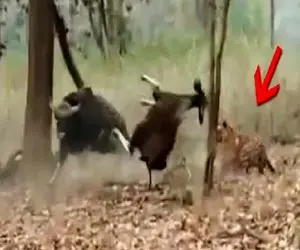 مستند حیات وحش؛ گاو خنگ فکر کرد ببر مرده گازش گرفت پاشد تیکه پاره اش کرد