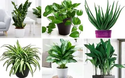 گیاهان آپارتمانی که حال و هوای استوایی ایجاد میکنن؛ واسه این روزای ملتهب ریلکس کنندن