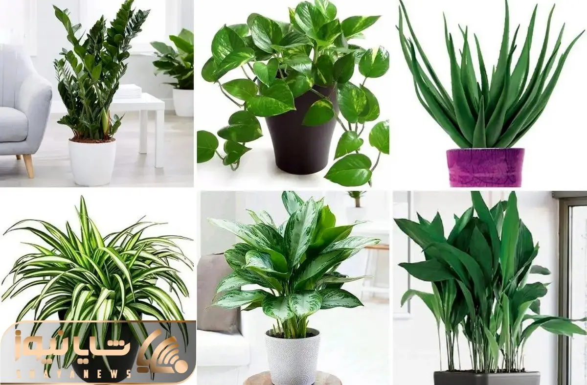 گیاهان آپارتمانی که حال و هوای استوایی ایجاد میکنن؛ واسه این روزای ملتهب ریلکس کنندن