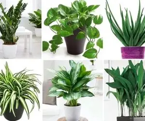 گیاهان آپارتمانی که حال و هوای استوایی ایجاد میکنن؛ واسه این روزای ملتهب ریلکس کنندن