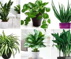 گیاهان آپارتمانی که حال و هوای استوایی ایجاد میکنن؛ واسه این روزای ملتهب ریلکس کنندن