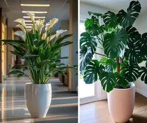گیاهان آپارتمانی مدرن و مناسب هر خونه / خوشگلترین گونه های گل با خواص جذابی که دارن