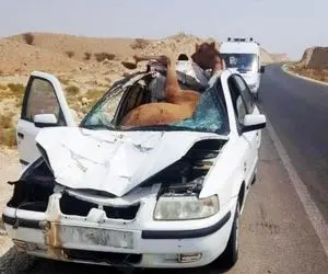 شتری که در قم با ماشین تصادف کرد؛  فقط چرا ریلکس لم داده تو ماشین؟