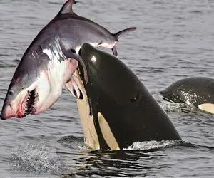 وحوش اقیانوس؛ نهنگ غول جثه دلفین و فوک و بلعید کوسه رو شرحه شرحه کرد به عنوان دسر