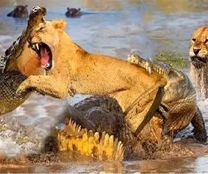 بدایع حیات وحش؛ تمساح سفاک دهن شیر شریر و جر داد وسط برکه نشست به تناول کردن