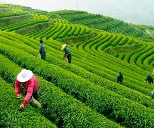 کشاورزی نوین؛ تو مزارع چین که تو کوهن موقع برداشت محصول با این روش قل میدنشون پایین