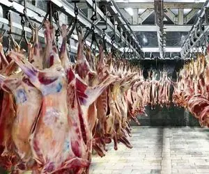 (جدول) قیمت دام زنده ۱۲ آذر ۱۴۰۳/ نرخ گوساله زنده تغییر کرد 