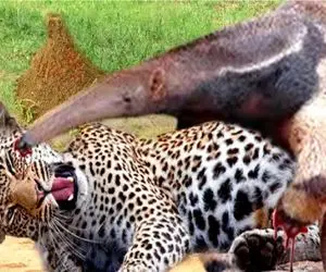 مستند حیات وحش؛ مورچه خوار احمق دماغشو میکنه تو چشم جگوار