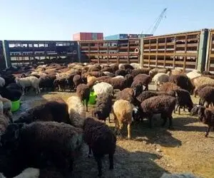 قیمت دام زنده امروز ۱۵ دی ۱۴۰۳/ گوسفند زنده در تهران به مرز ۳۰۰ هزار تومان رسید