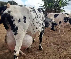 فرآوری گاو؛ این گاو مشتی حسنه اینقدر شیر داره راه نمی تونه بره و تلو تلو میخوره