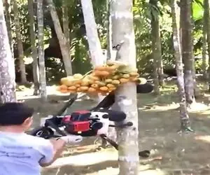 کشاورزی نوین؛ یچی ساختن میره میوه رو از بالای درخت 3 متری میچینه میاره خودشون نمیرن