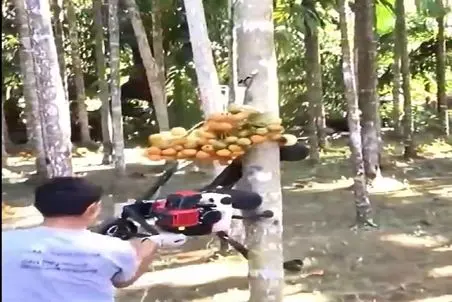 کشاورزی نوین؛ یچی ساختن میره میوه رو از بالای درخت 3 متری میچینه میاره خودشون نمیرن