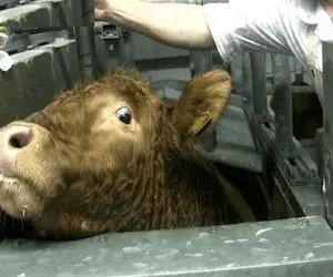 فرآوری گاو؛ گاو نر 332 کیلویی رو زنده گذاشتن تو چرخ گوشت کوبیده تحویل دادن