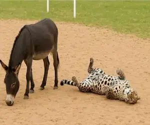 مستند حیات وحش؛ پلنگ تو خر بازی خر مونده