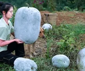 محصولات کشاورزی بزرگ؛ هندوانه بدون رنگی که به قدری بزرگه هر یکی و باید گذاشت تو فرغون