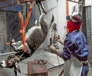 فرآوری الاغ؛ الاغ مفلوک و بعد عمری بهره کشی بردن کشتارگاه سلاخی شه برای سوسیس