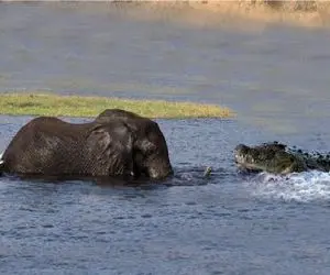 مستند حیات وحش؛ تمساح پای فل گاز گرفت