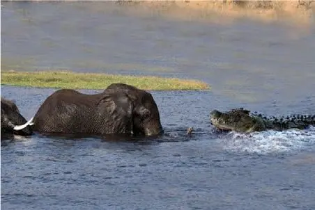 مستند حیات وحش؛ تمساح پای فل گاز گرفت