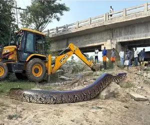 ابزارآلات غول پیکر؛ درگیری بیل مکانیکی و پیتون غول برای ایمن سازی فضای شهری