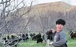 آواز شاد؛ پسر جوون با قد رعنا تو دشت برا بره ها چه رقص پر اطوار طوری کرد فقط فیلمردار