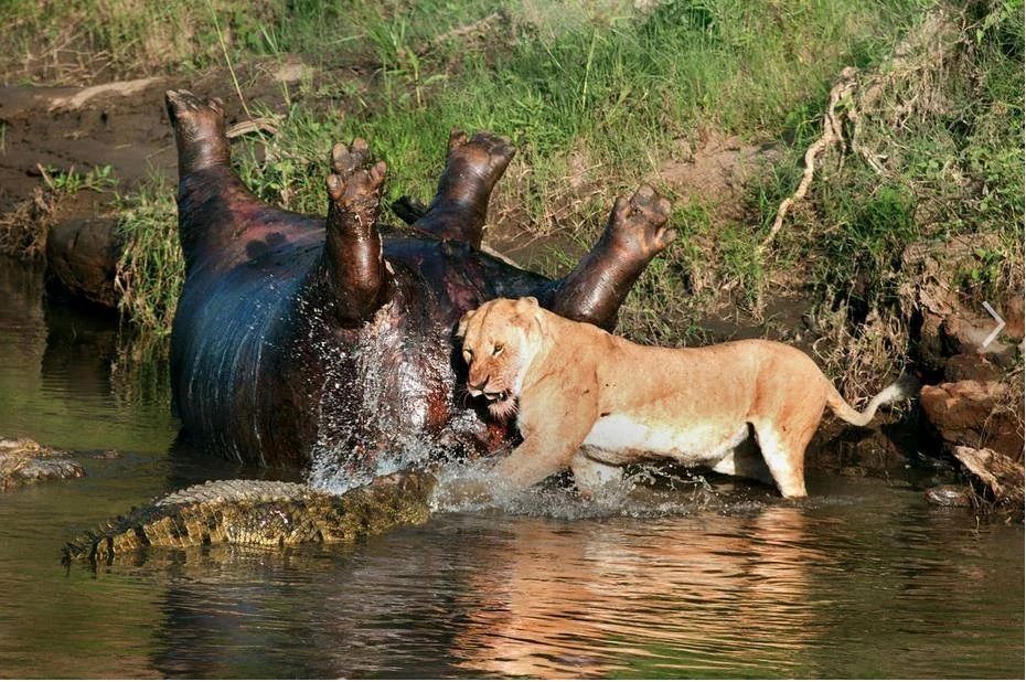 از جذابیت های حیات وحش؛ اسب باد کرده روی آب شناور بود که شیرها اومدن منفجرش کردن