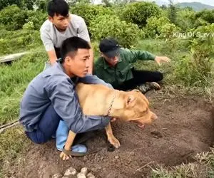 از جذابیت های حیات وحش؛ آقاهه و رفقای کله خر سگ پیت بول رو انداختن لونه تمساح