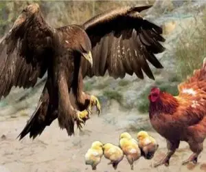 شاهکار حیات وحش؛ مرغ سینه ستبر کرد جلو عقاب که خش به جوجه هاش نیافته