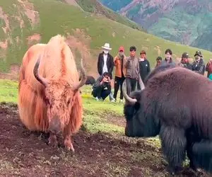 جنگ قدرت؛ گاوهای نازنازی سر رئیس بودن با شاخ شکم همو پاره کردن مردم نشستن به تماشا