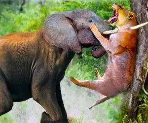 از بدایع حیات وحش؛ فیل وحشی با تمام توان عاج تنومندش رو فرو کرد تو گردن شیر