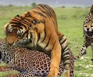 مستند حیات وحش؛ ببر؛ پلنگ