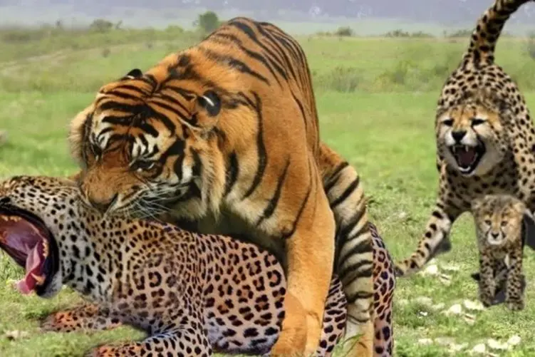 مستند حیات وحش؛ ببر؛ پلنگ