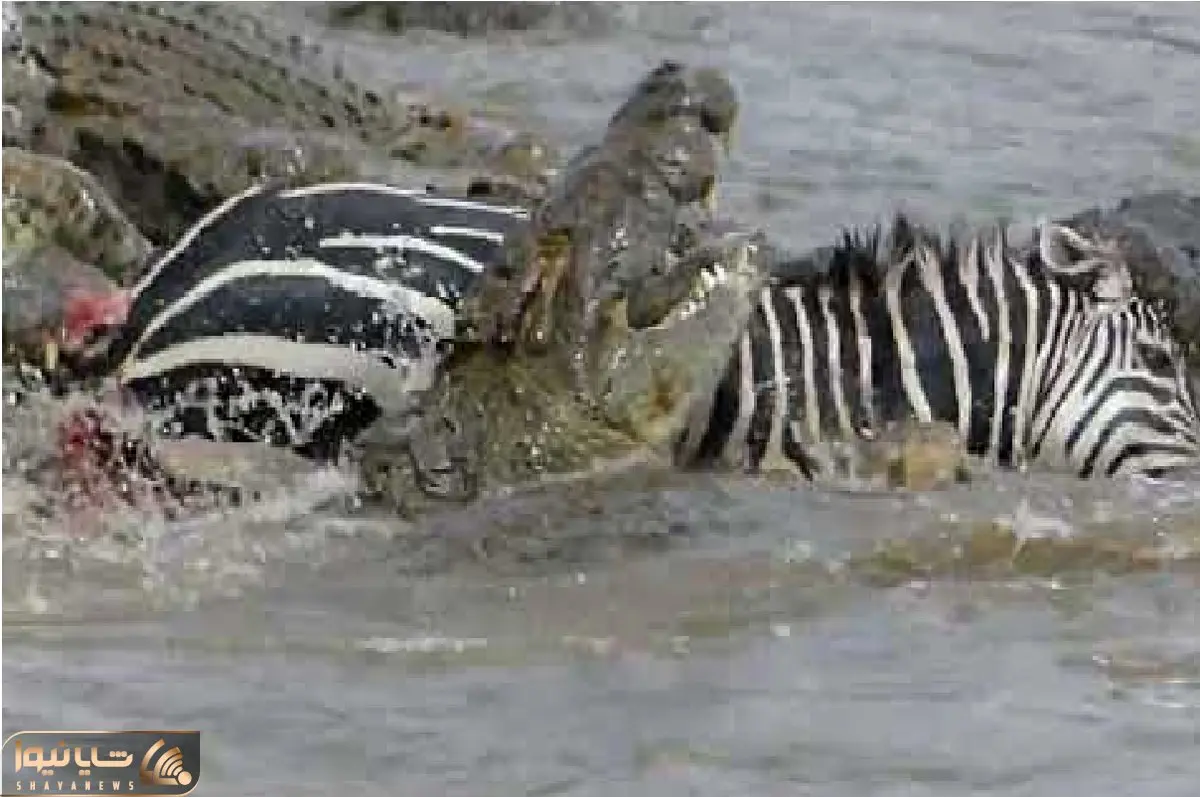 مستند حیات وحش؛ تمساح و خر راه راه وسط برکه معرکه گرفتن