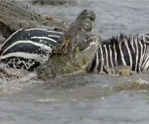 مستند حیات وحش؛ تمساح و خر راه راه وسط برکه معرکه گرفتن