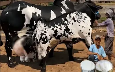 گاوهای باورنکردنی؛ گاو غول سیاه انقد حجم شیرش زاده باز باز راه میره