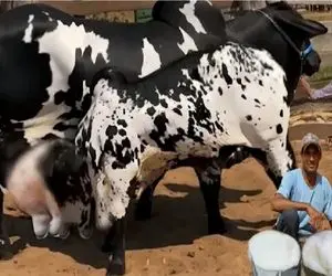 گاوهای باورنکردنی؛ گاو غول سیاه انقد حجم شیرش زاده باز باز راه میره