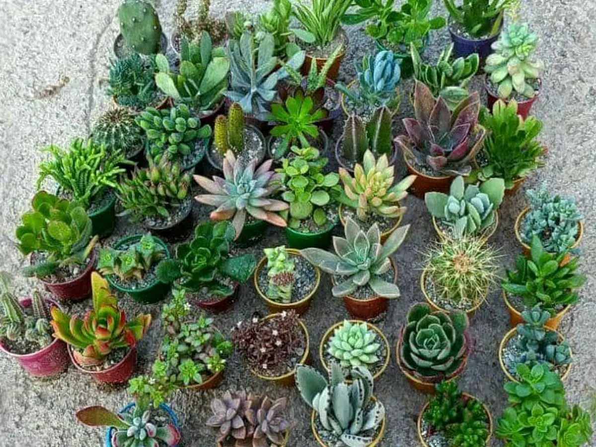 ساکولنت_ ها