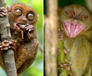 تارسیر گوشتخواری با چشم های ورقلمبیده/ میمونی که 360 درجه سرشو میچرخونه شکار کنه