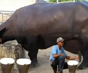 فرآوری گاو؛ گاو انقدر شیرش زیاده تنهایی نمیشه دوشیدش 2 نفری نشستن دارن میدوشن