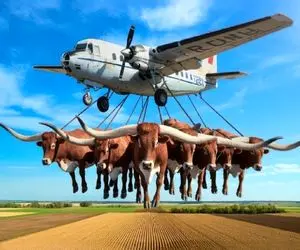 جابه جایی سهمگین؛ چالش ها و پیروزی های حمل و نقل گاو شاخ بلند با ماشین آلات سنگین