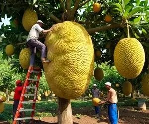 کشاورزی نوین؛ جک فروت کاشتن هر کدوم اندازه بادکنک شده از بس سنگینه دو نفری میچیننش