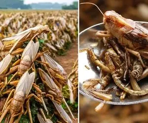 فراوری ملخ؛ ملخ ها رو پرورش میدن تا ترد و پر پروتئین بشه بعد جای چیپس بخورن