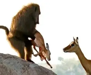 مستند حیات وحش؛ بابون وحشیانه جلوی چشم مادر بچه آهو رو شرحه میکنه