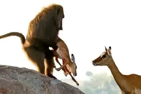 مستند حیات وحش؛ بابون وحشیانه جلوی چشم مادر بچه آهو رو شرحه میکنه