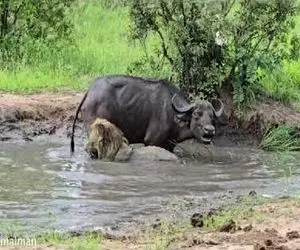 مستند حیات وحش؛ شیر کَنه انقد بوفالو گیر کرده تو گل گاز گاز کرد تا جونش دراد